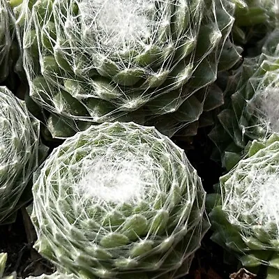 £3.50 • Buy Sempervivum 'Arctic White’ Succulent Plant 4cm Hardy Elegant Fibres Covering