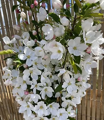 Malus Admiration 9L Tree 120-150cm Plant Ornamental Crab Apple Tree • £47.99