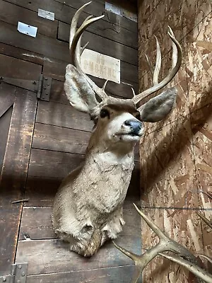 Mule Deer Shoulder Mount Taxidermy • $75