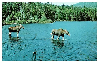 Maine Twin Moose Calves Scenic Northern Wildlife River Landscape Chrome Postcard • $3.04