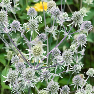 £5.20 • Buy 6 Eryngium Silver Salentino Holly  Hardy Herbaceous Perennial   Plug Plants