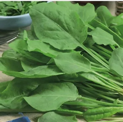 £0.99 • Buy SORREL. Tangy Spinach Palong Narrow Leaf. Seeds Tiny Read Description - 20 Seeds