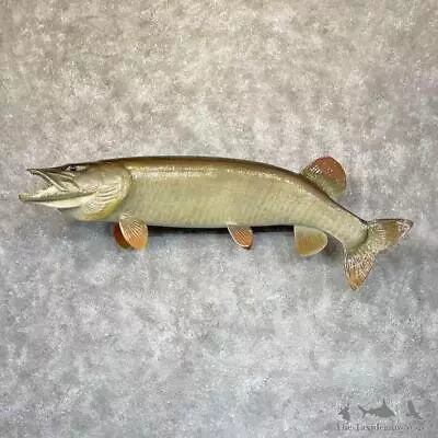 #28285 WC | 52.5  Reproduction Muskellunge Fish Mount For Sale • $2870