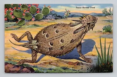 Postcard Texas Horned Toad Lizard Vintage Linen G2 • $7.99