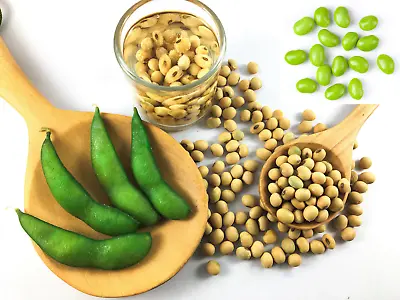 20 Organic MIDORI GIANT SOYBEAN Edamame Glycine Max Green Bean Vegetable Seeds • $3
