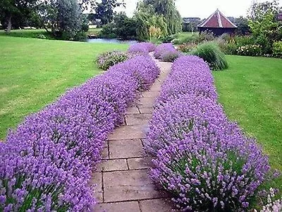 Munstead English Lavender (8 ) Live Plant Plugs • $22.90