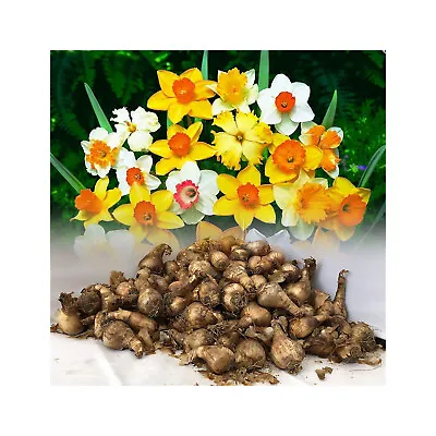 10kg Mixed Daffodil/narcissus Bulbs From Our Best Varieties Spring Perennial • £125