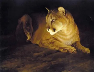 Morten Solberg - By Firelight - Mountain Lion - Lithograph - S/N - Signed - MINT • $145