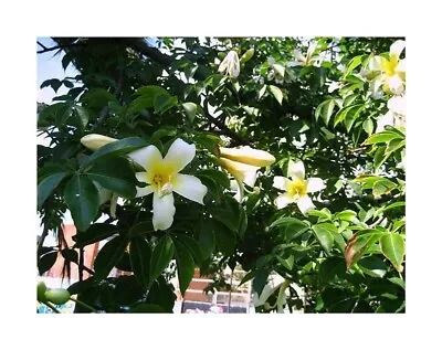 8x Magnolia Daphne Butterflies Yellow Bird Yellow White Seeds A375 • £3.32
