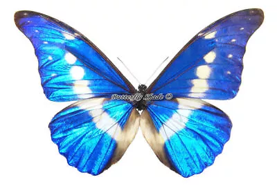 Unmounted Butterfly/Morphidae - Morpho Rhetenor Helena Male 75-79mm A1/A- • $62.03