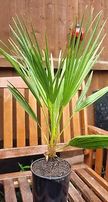 Hardy Fan Palm Chamaerops Humilis 55-65cm • £14