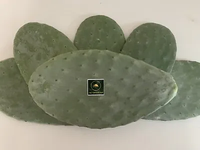 £3.50 • Buy Opuntia Prickly Pear Cactus Pad Tortoise Food slice The Tortoise Hut 100-200g