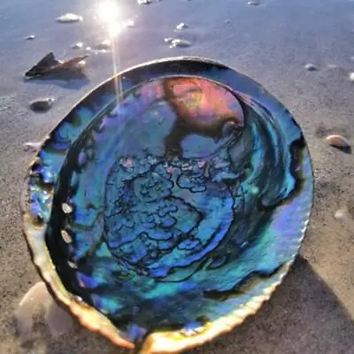 Large Paua Abalone Rainbow Shell Green Sea Shell Smudge Beach House Decor • $13.29