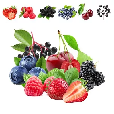 1100pcs Mixed Fruit Seeds Berry Seeds For Planting 200pcs Strawberry 200pcs • $15.92