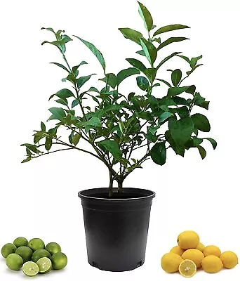 Cocktail Tree-Meyer Lemon/Key Lime - 8  Pot - No Shipping To TX FL AZ CA • $49.99