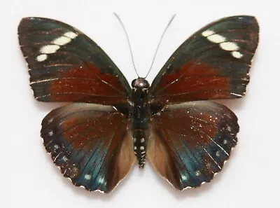 Butterfly X1 Male Euphaedra Rattrayi Coeruleomaculata (Kenya) • $8.21