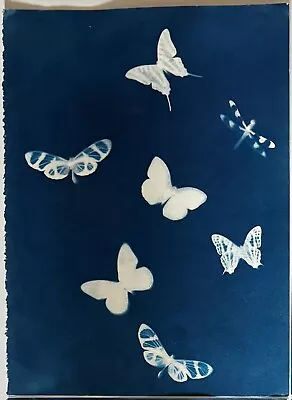 Genuine Cyanotype Handmade Print OOAK Unique Butterflies 1990's (11  X 14.75 ) • $125