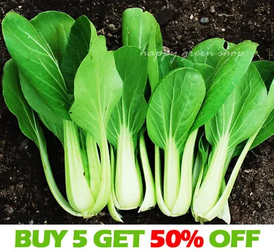 Vegetable Seeds Chinese White Pak Choi - 1200 Seeds - Cabbage Baby Leaf • £1.99