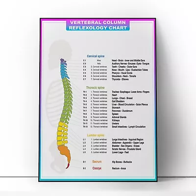 Muscular System Human Spine Anatomy Educational Poster Print - A5 A4 A3 A2 A1 • £6.99