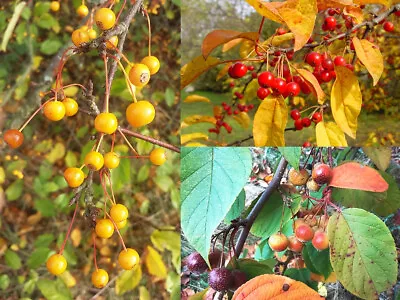 CRABAPPLE COLLECTION Edible Fruits Malus Rare 3 Species • £14.90