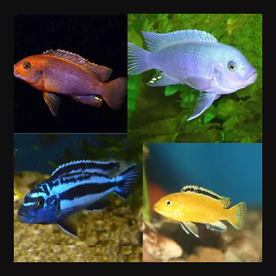 10 X Assorted 4/5cm Malawi PACK 2 (Mixed Mbuna)- Aggressive Tropical Fish • £77.99