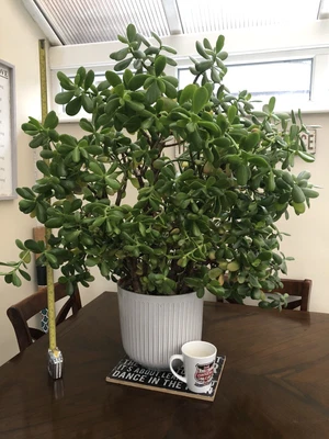 £50 • Buy Large Crassula Ovata Ovata Jade Money Plant