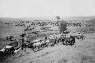 Mount And Day Herd Vintage Photography Western Giclee Art Print + Ships Free • $44.10