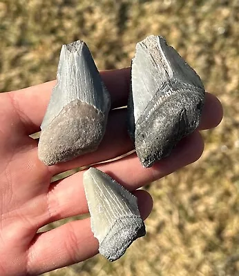 Fossil Megalodon Sharks Teeth LOT OF 3 Florida Meg Meglodon Shark Tooth • $19.99