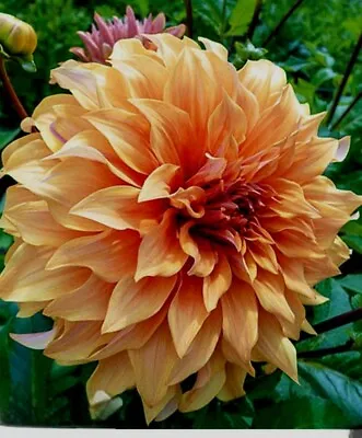 Dinner-plate Dahlia Large Tuber - GREAT HERCULES. 25cm Blooms. Copper.  Last 1! • £6