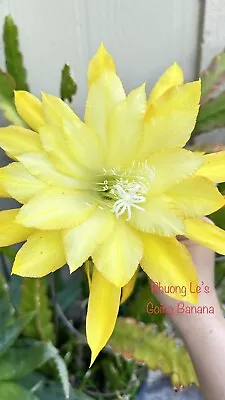 Epiphyllum Orchid Cactus “Going Banana” 8inch Cutting Stem Unrooted. • $12
