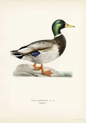Vintage Mallard Duck Poster Von Wright Bros Wall Art Print Picture • £4.50