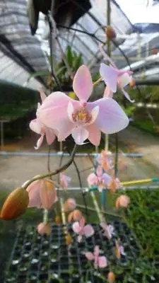 Phalaenopsis Schilleriana Miniature Fragrant Orchid Plant + PHYTO CERTIFICATE • $59