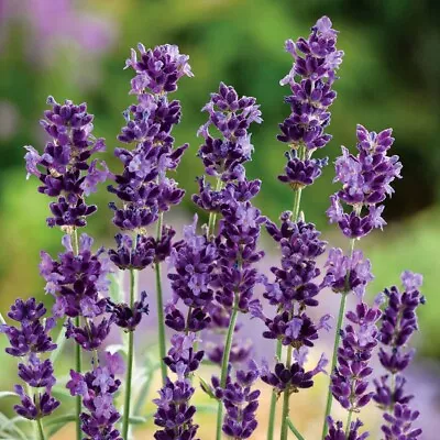 Lavender Hidcote 2 Pots • £7.99