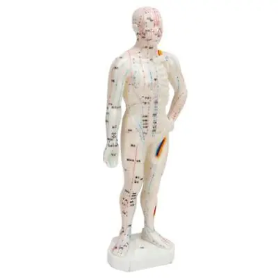 Professional Acupuncture Model - Human Body Points - Optimal For • $24.57