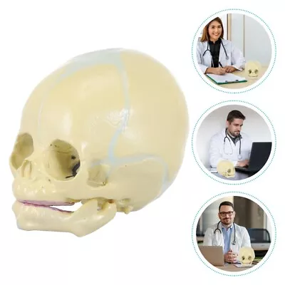  Skull Medical Model Baby Decorations Human Skeleton Sculpture • £24.98