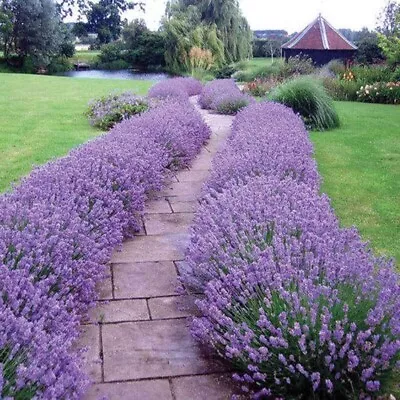 Lavander Plant In 2 Litre Pot • £11