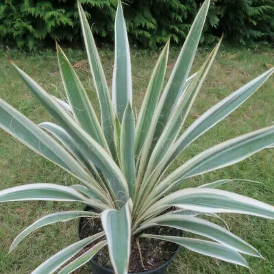 Yucca 'Ivory Towers'. 7cm Plant X3. Spectacular Sword-like Foliage. • £27.95