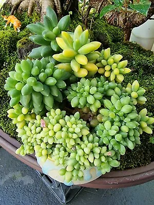 Compactum Crested Variegated Rare Collector's Succulent (pot 12cm) 100% Korea • $580