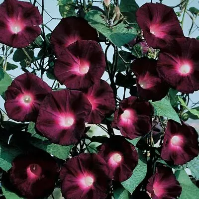  20 Black Knight Morning Glory Seeds Annual Flower Flowers Climbing Vine 340 • $2.49