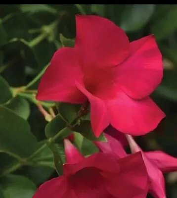 1  MANDEVILLA TOURMALINE FUCHSIA Live Plants Plugs Garden DIY Planters   • $8