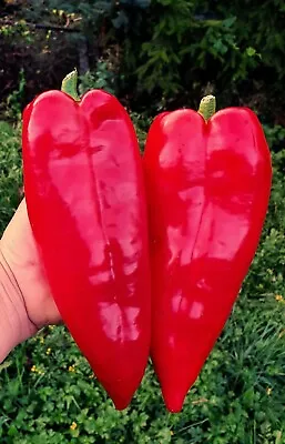 30 Seeds Organic Sweet Giant Marconi Italy Pepper Seeds Non-gmo • $2.99