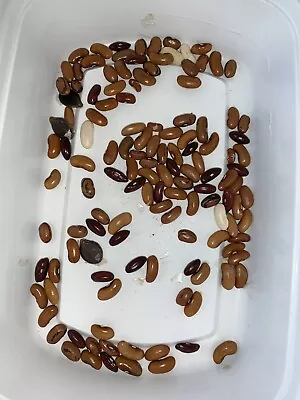 10 Random Bean Seeds • $2.50