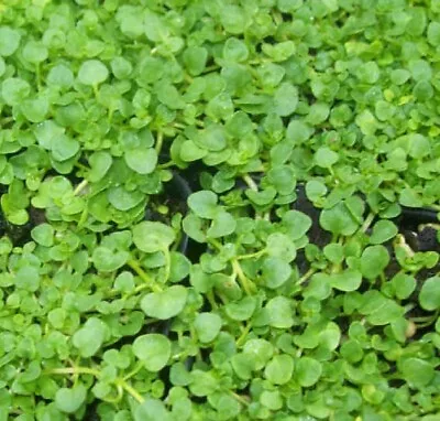 Corsican Mint - Fragrant! Ground Cover! - 1 Plant • $4.45