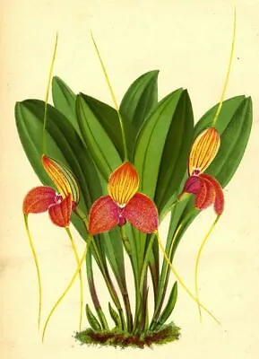 Masdevallia Shuttleworthi Original 19th Century Lithograph Orchid Flower Decoration • $21.26