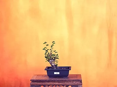 Outdoor Live Chinese Elm Bonsai Tree W/ Pot • $80