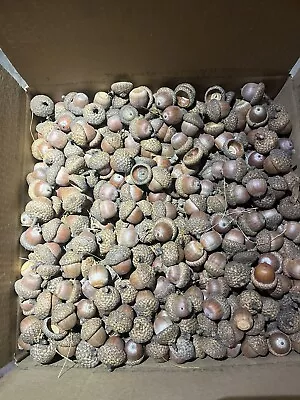 Acorns 16 Pounds Bulk Fresh Red Oak For Seed Feed Or Crafts 700+ • $69.99