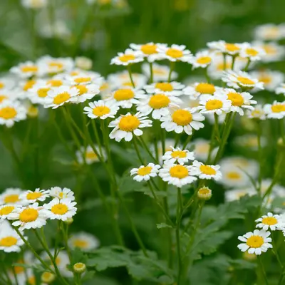 Chamomile - Chaemaemelum Nobile Seeds • £2.49