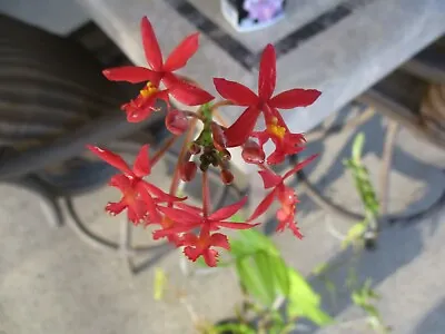 Epidendrum Orchid- Red With Yellow Centers 1 Keiki Cutting Air Roots • $15.95