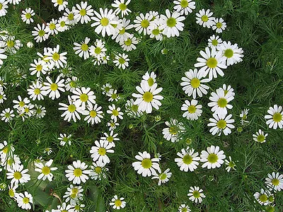 Herb  Chamomile Roman (anthemis Nobilis)  6000 Seeds • £2.29