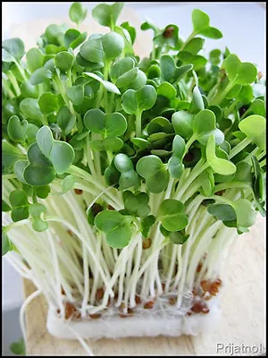 £1.49 • Buy Organic Sprouting Seeds  Radish Daikon / White  40gm